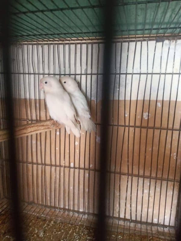 50 albino red eye split breeder pairs 0