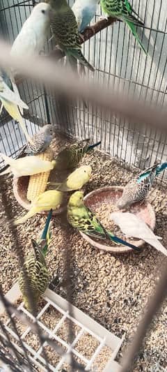 budgies parrot pthay