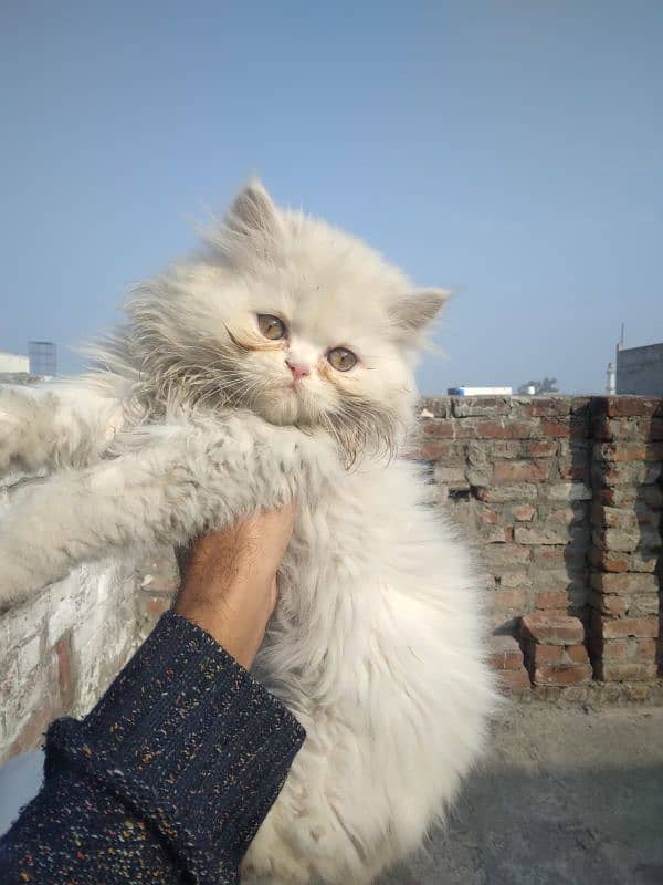 persian cats and kittens for sale wtsapp (0307/710/92/69) 3