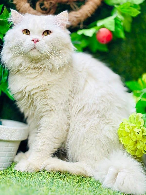 persian cats and kittens for sale wtsapp (0307/710/92/69) 5