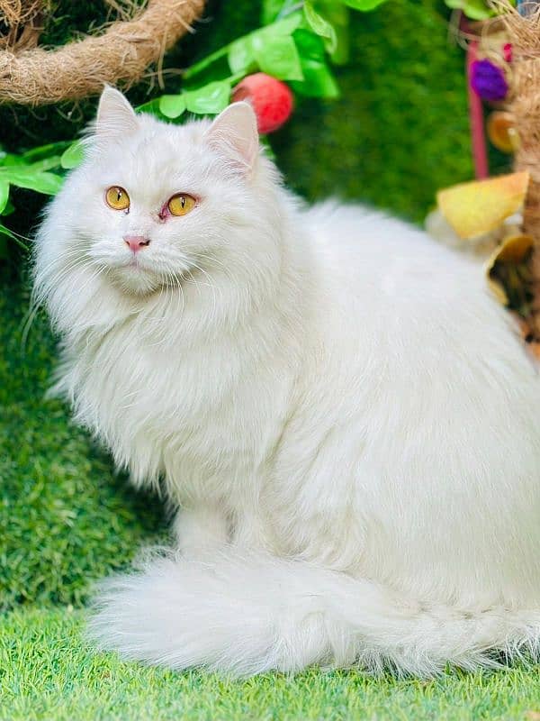 persian cats and kittens for sale wtsapp (0307/710/92/69) 6