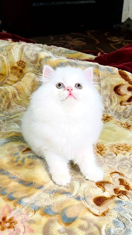 persian cats and kittens for sale wtsapp (0307/710/92/69) 9