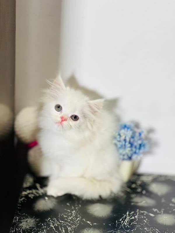 persian cats and kittens for sale wtsapp (0307/710/92/69) 10