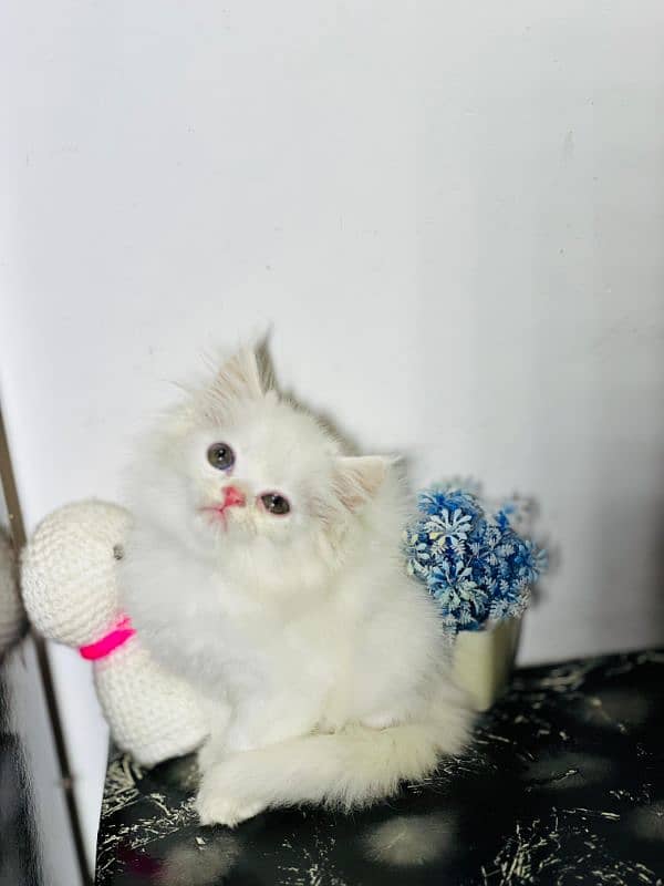 persian cats and kittens for sale wtsapp (0307/710/92/69) 11