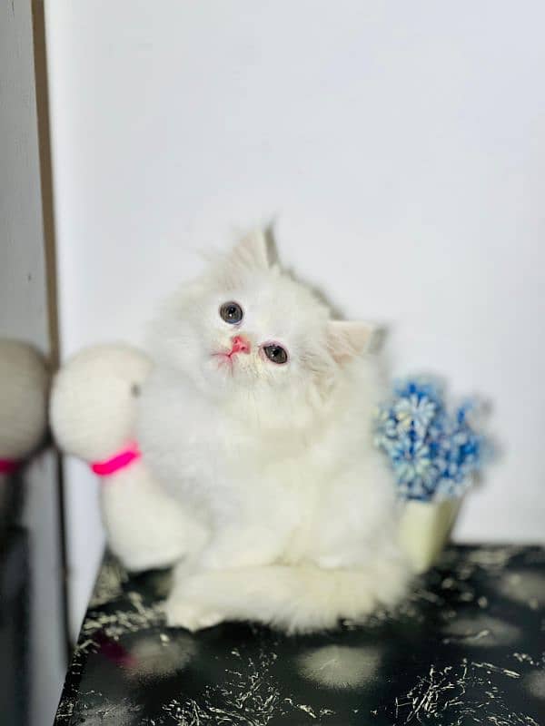 persian cats and kittens for sale wtsapp (0307/710/92/69) 12