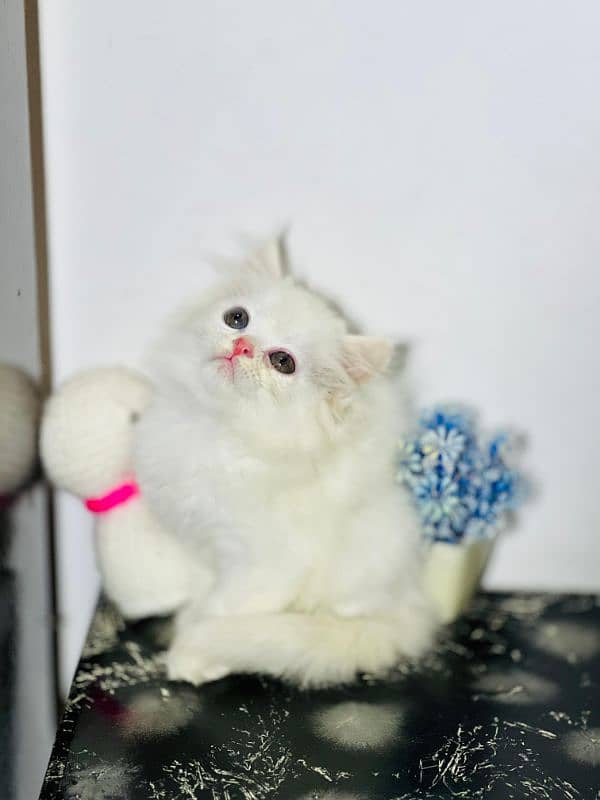 persian cats and kittens for sale wtsapp (0307/710/92/69) 13