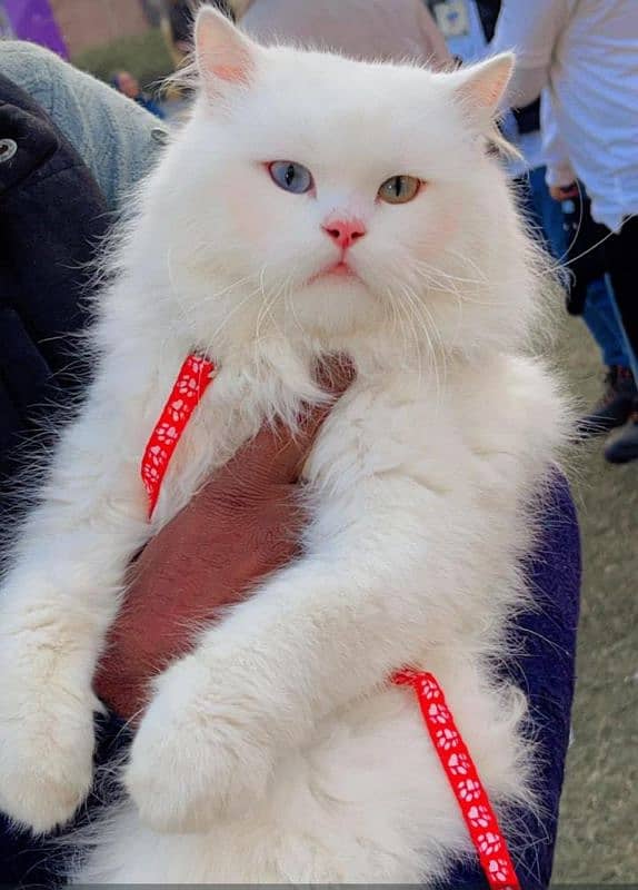 persian cats and kittens for sale wtsapp (0307/710/92/69) 14