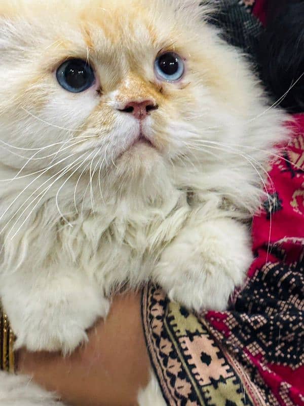 persian cats and kittens for sale wtsapp (0307/710/92/69) 15