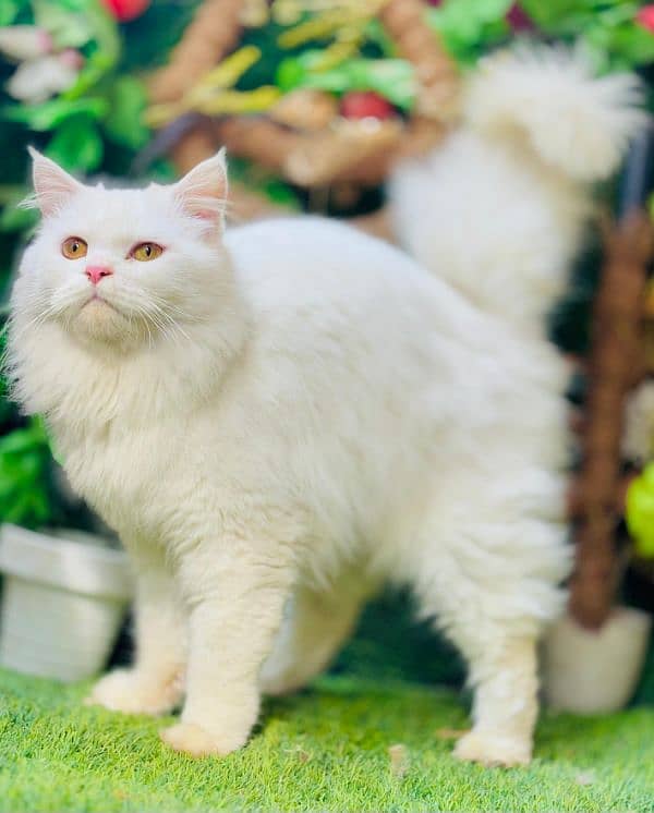 persian cats and kittens for sale wtsapp (0307/710/92/69) 16