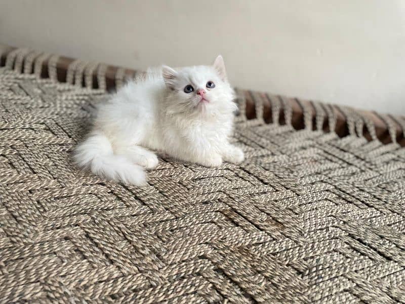 persian cats and kittens for sale wtsapp (0307/710/92/69) 18