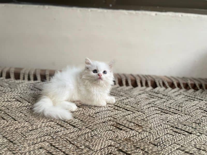 persian cats and kittens for sale wtsapp (0307/710/92/69) 19