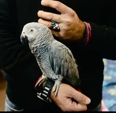 African Grey parrot