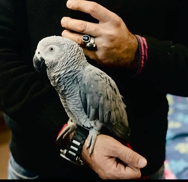 African Grey parrot 0