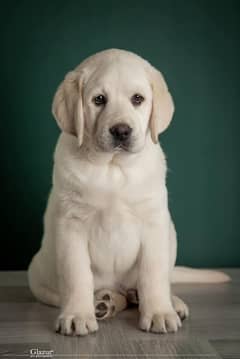 British labrador