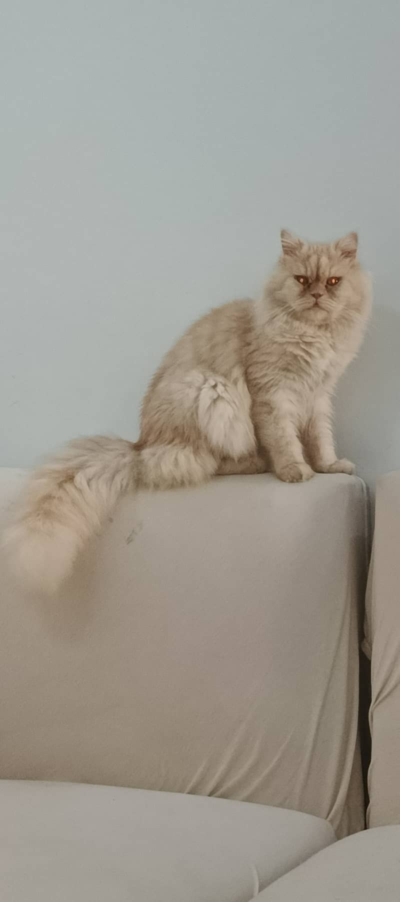 Persian fawn male cat 1