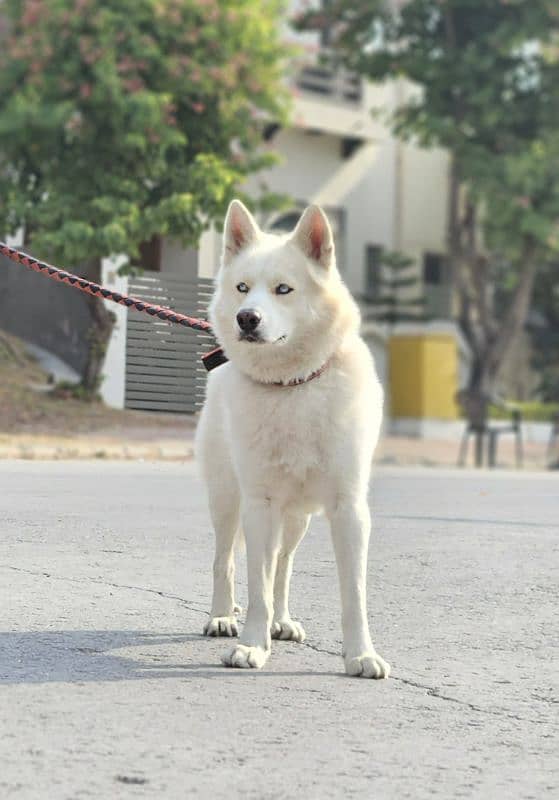 Siberian husky male for stud 2