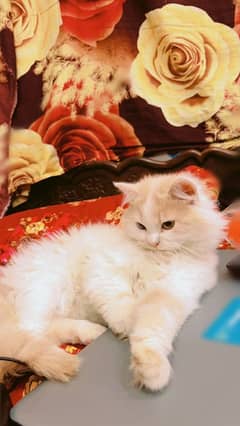 Persian cat