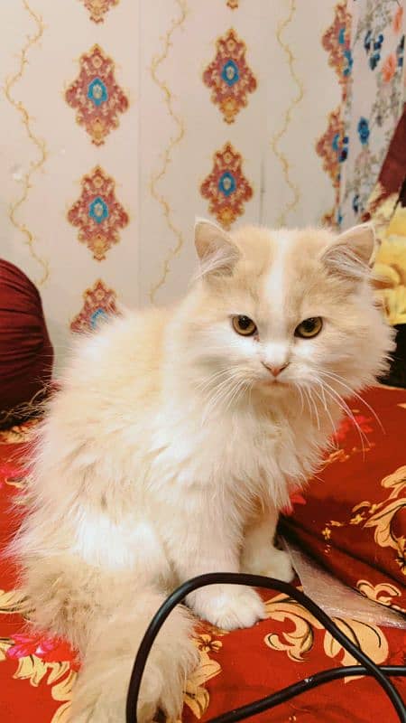 Persian cat 2