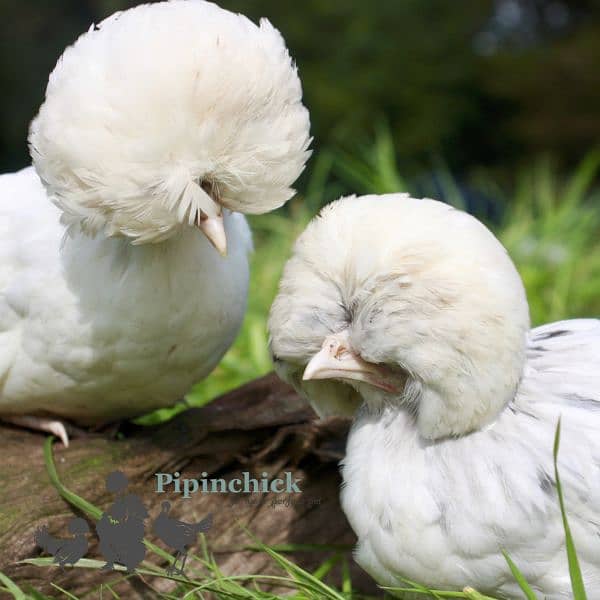 All breads of fancy hens chicks for sale in kotla Arab Ali Khan 4