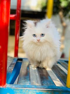 Pure Persian Punched Face Kitten