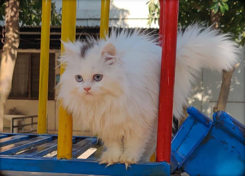 Pure Persian Punched Face Kitten 2