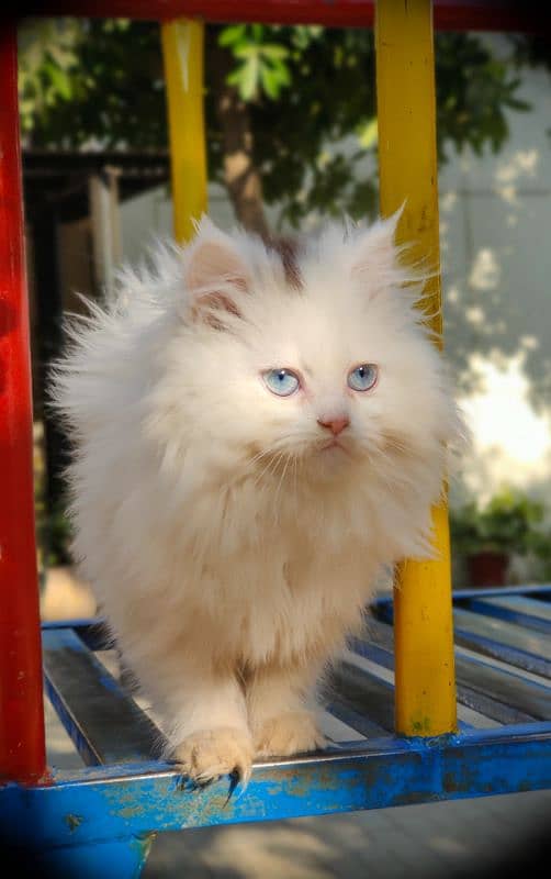 Pure Persian Punched Face Kitten 4