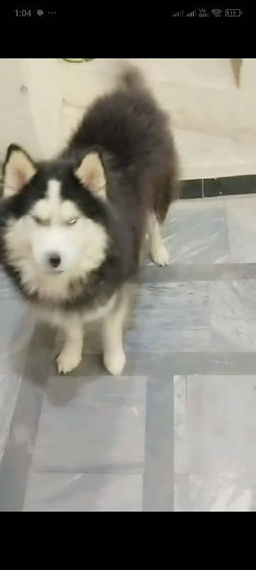 Siberian husky dog 0