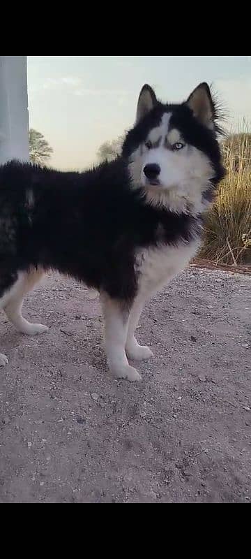 Siberian husky dog 2