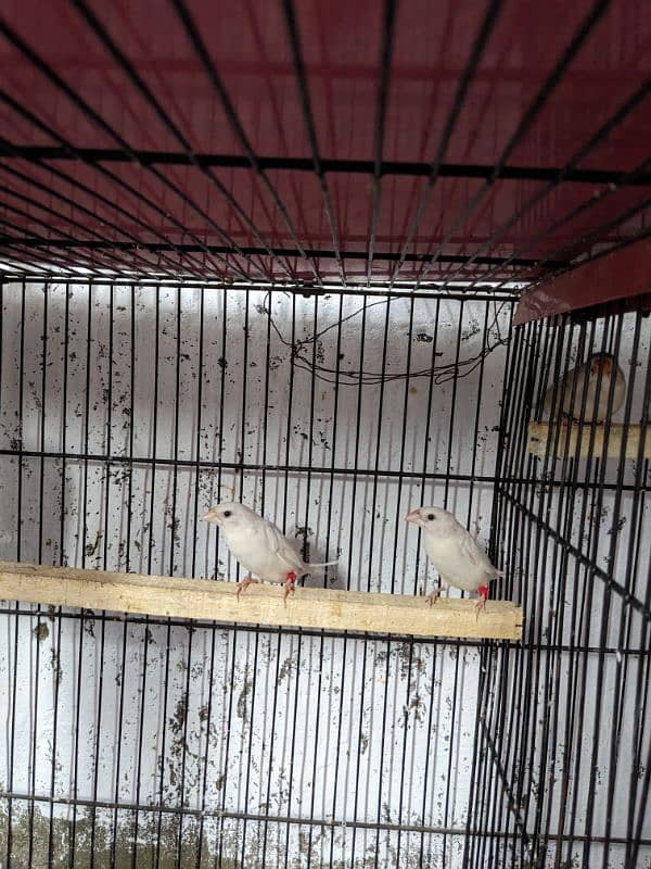 Finches (03444608899) 10