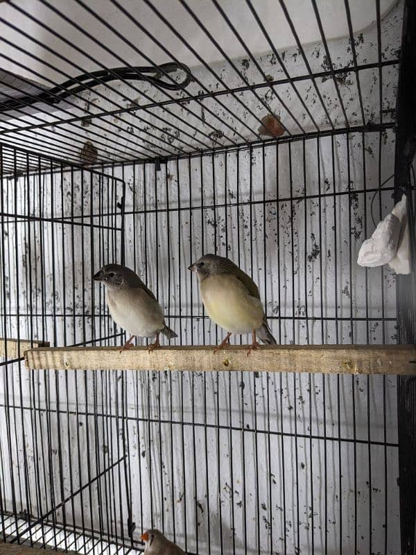 Finches (03444608899) 14