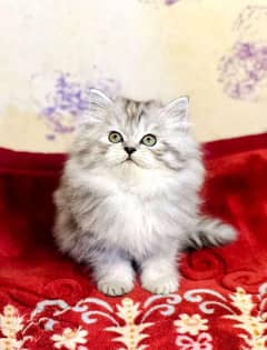 Gray Persian kitten| Triple long coat|punch Face|cat babies