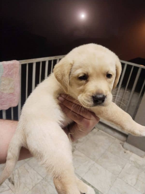 Labrador retriever puppy 0