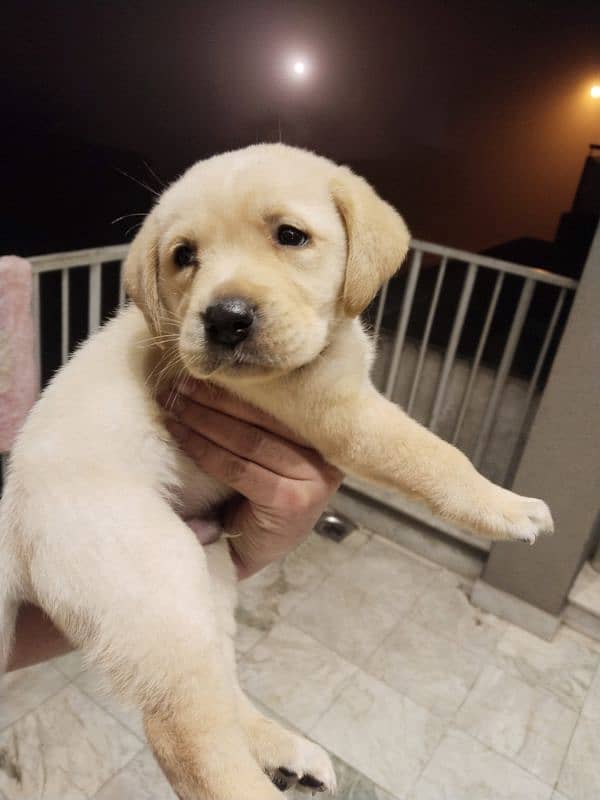 Labrador retriever puppy 1