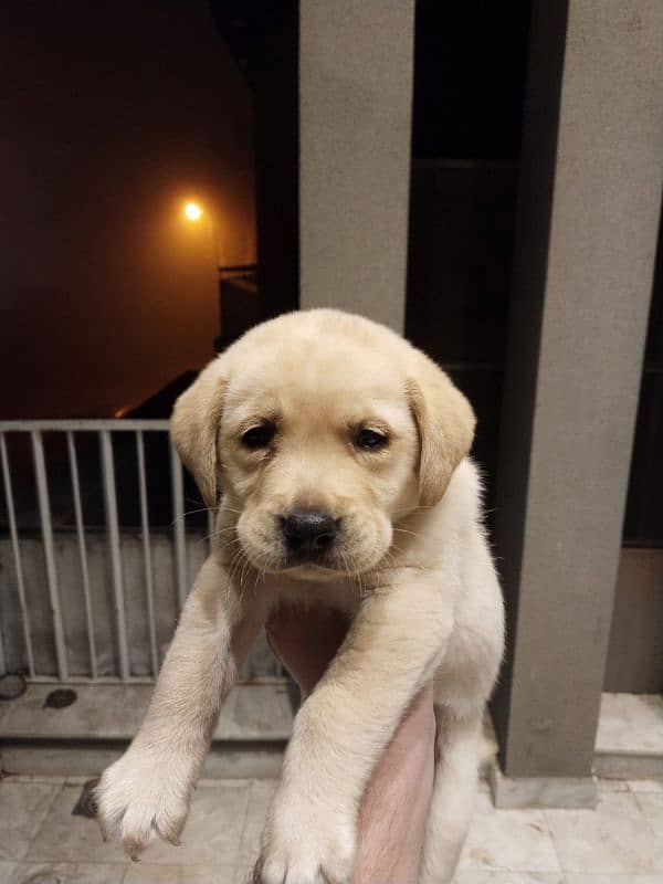 Labrador retriever puppy 2