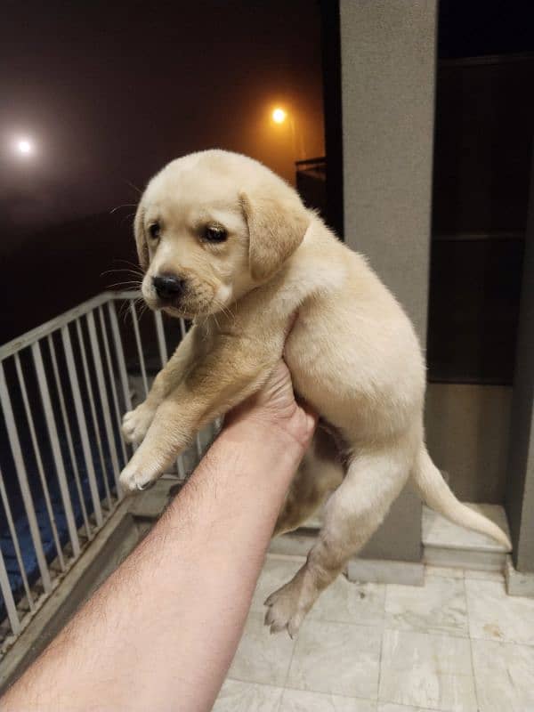 Labrador retriever puppy 3