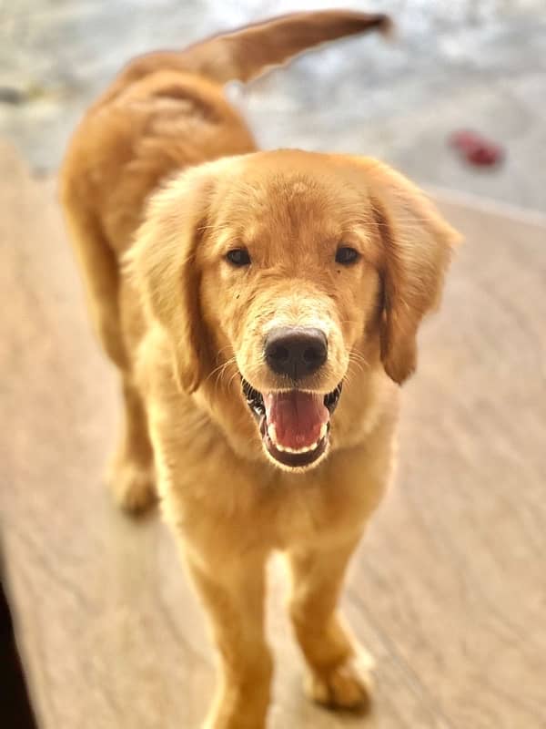 1y/o golden retriever 1