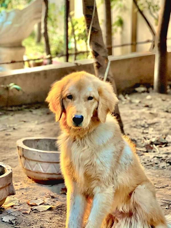 1y/o golden retriever 2