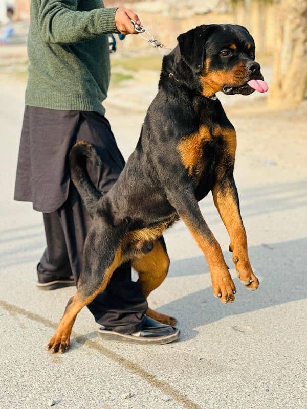 rottweiler male stud 0