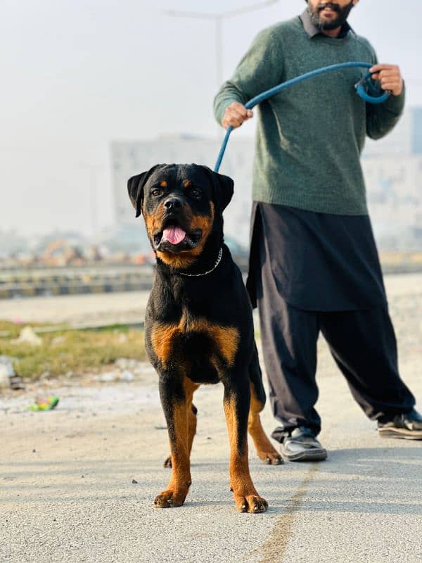 rottweiler male stud 1