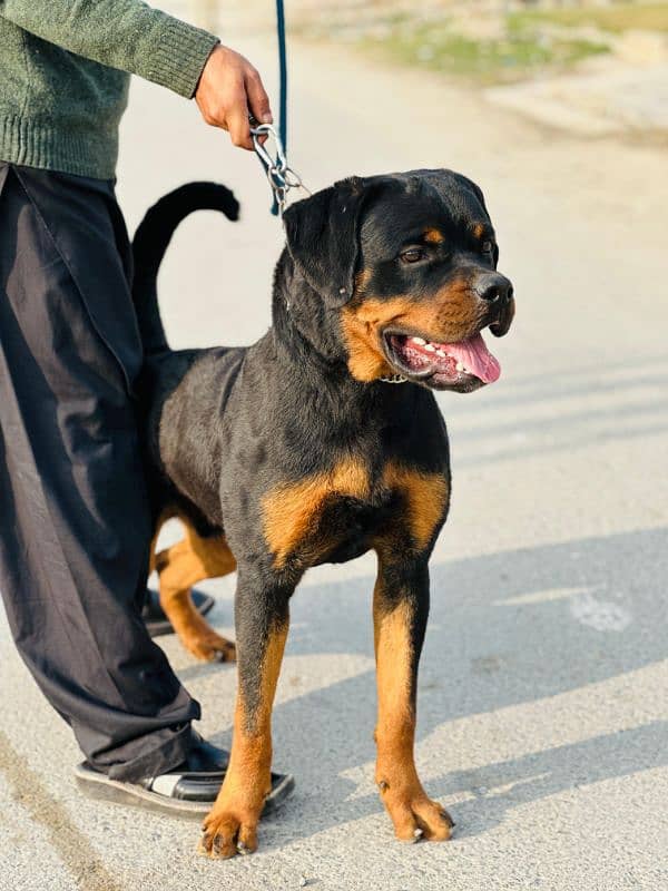 rottweiler male stud 2