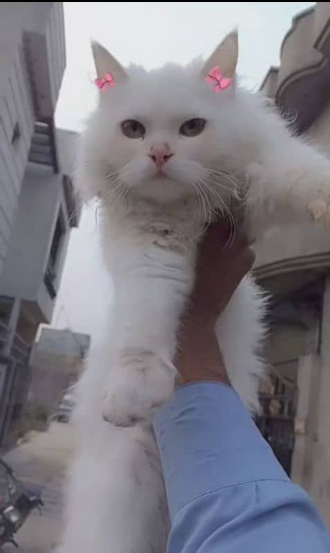 cat baby persian 0