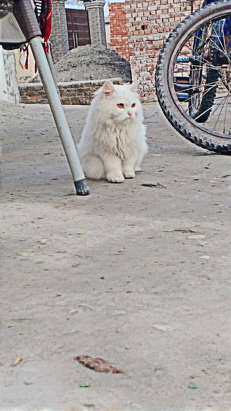 cat baby persian 1