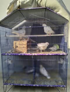 Pigeons With Cage