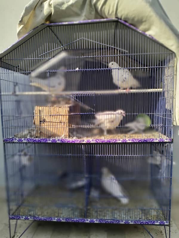 Pigeons With Cage 0