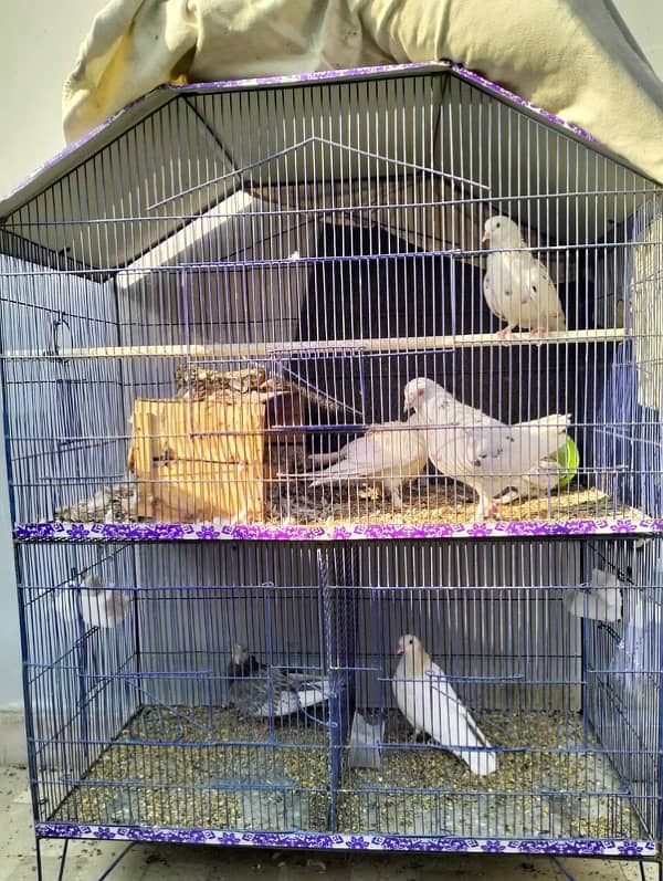 Pigeons With Cage 1