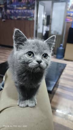 British Shorthair kittens