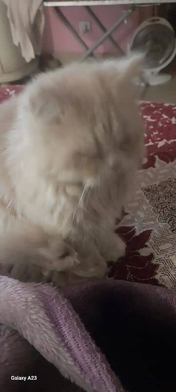 3 month persian punch face female kitten in lahore 2