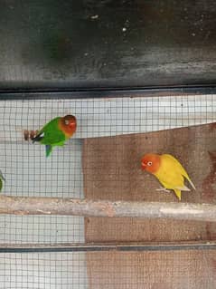 lovebirds. green. blue. yello fisher albino pairs