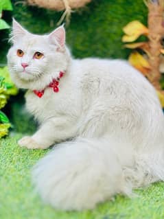 Beautifil male cat