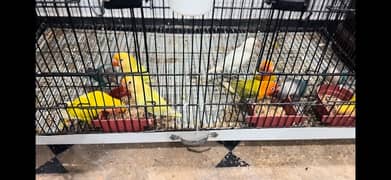 LoveBird Creamino Albino Letino Parblue Opline Decino Love Bird